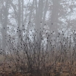 chênes-centaurée-brouillard