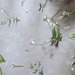 galanthus-nivalis-inondé