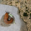 limace-sauterelle