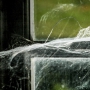 Sophie Bourzeix -toile d'araignée dans la fenêtre